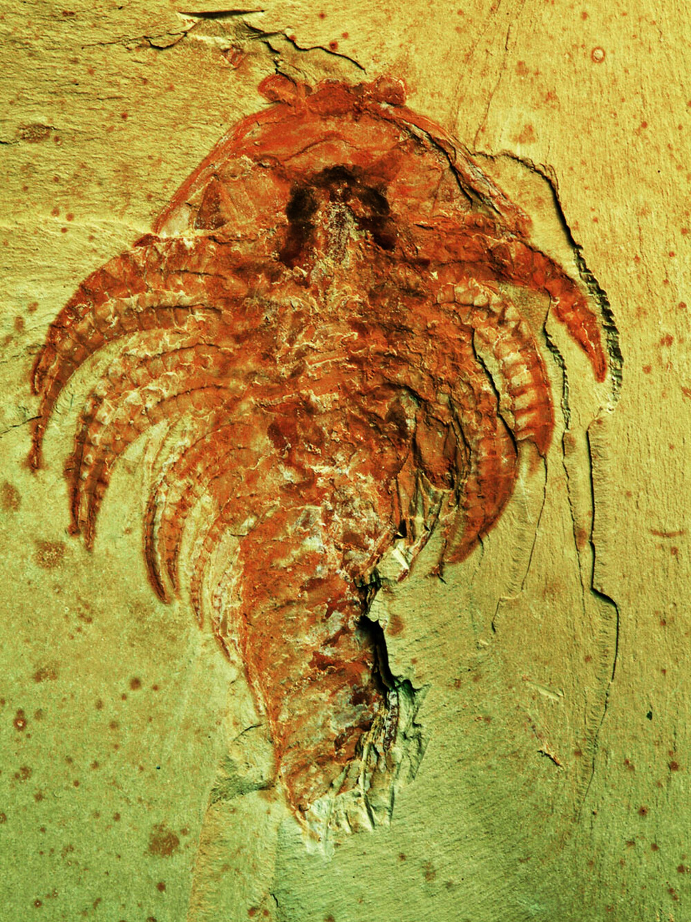 Chengjiang Fossil Site